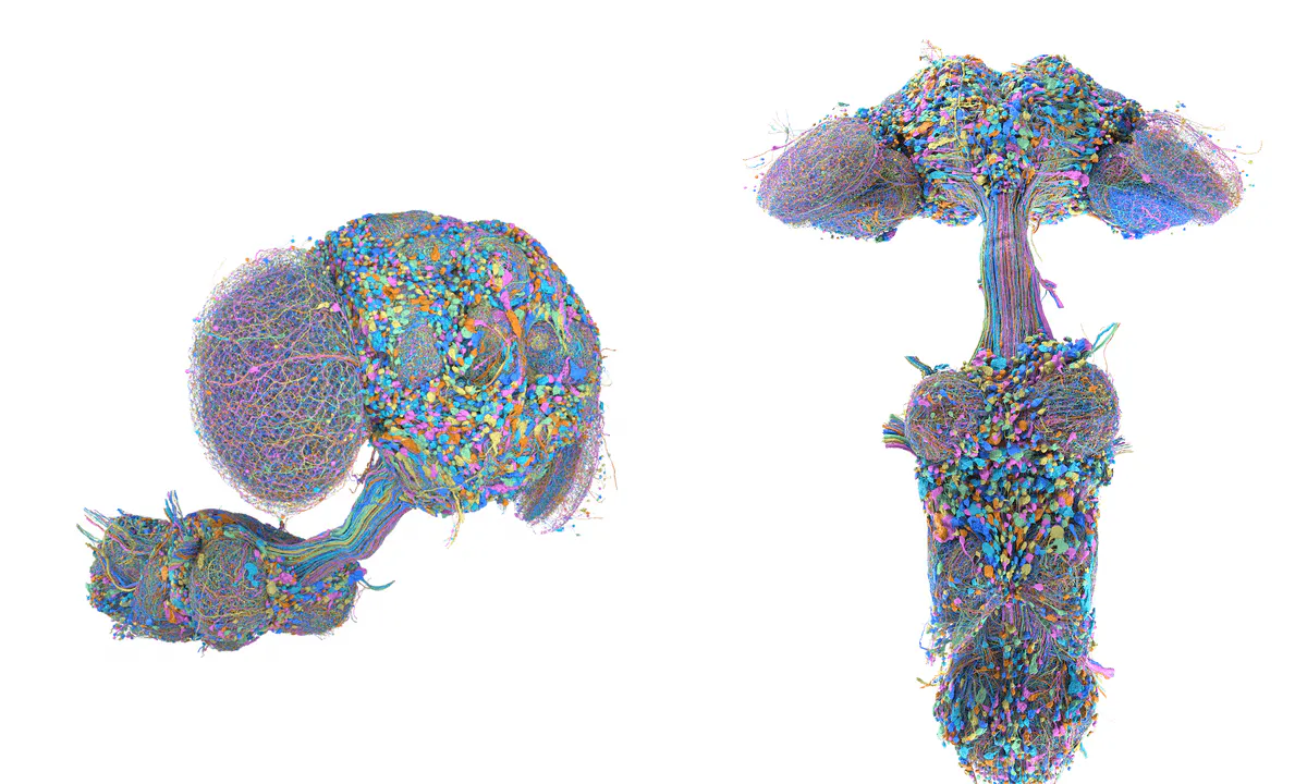 Google Research Maps 166,000 Neurons in a Fruit Fly Brain